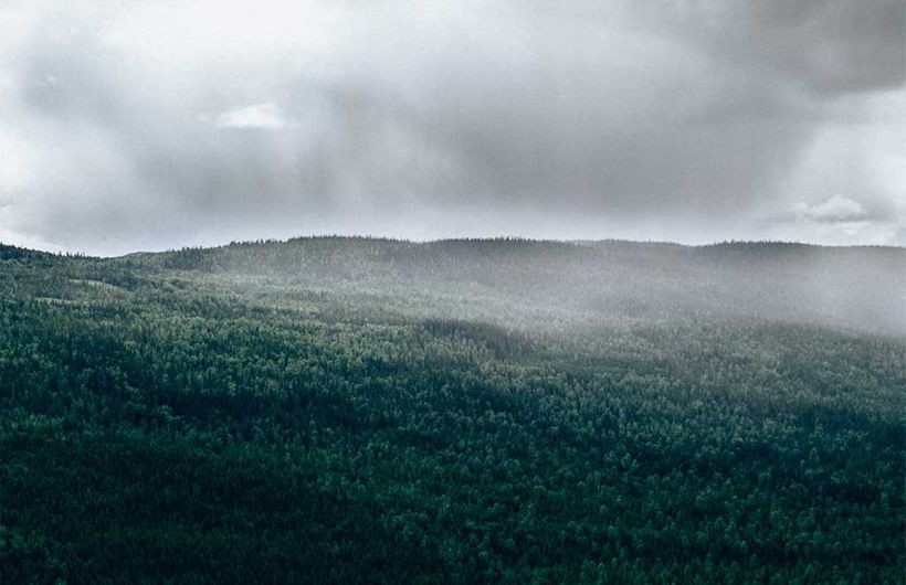 Woodlands, Wideshot, Mist